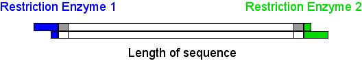 AFLP image